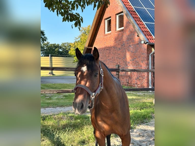 More ponies/small horses Gelding 4 years 14 hh Bay-Dark in Metelen
