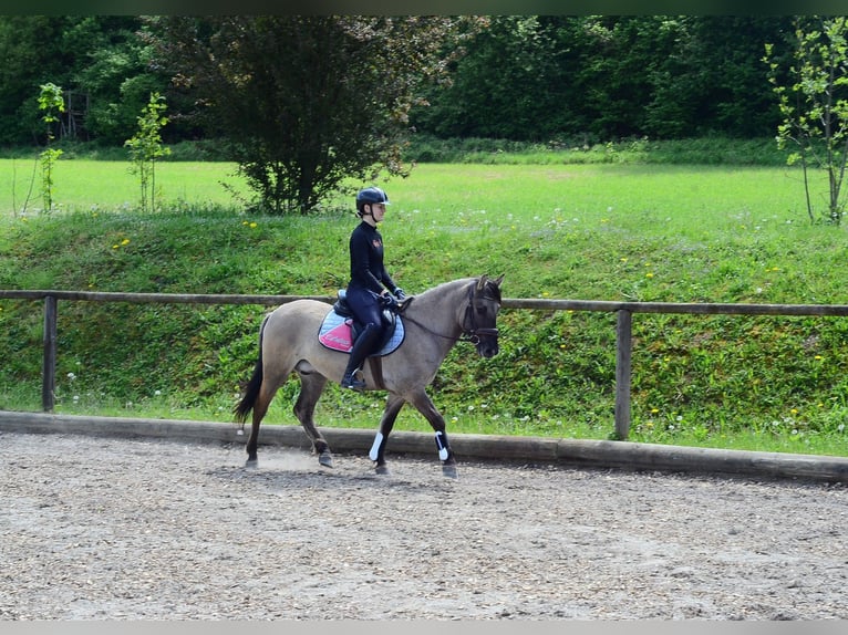 More ponies/small horses Gelding 4 years 14 hh Dun in Wellheim