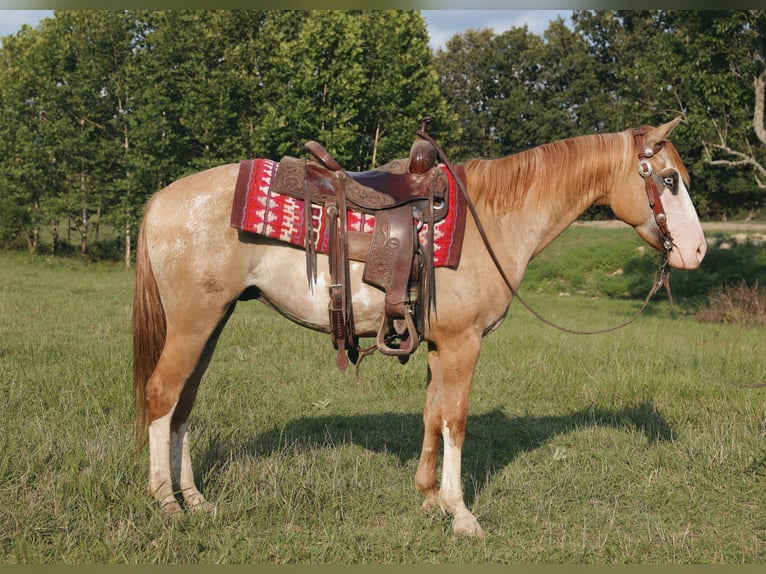 More ponies/small horses Mix Gelding 4 years 14 hh Dun in Wallingford