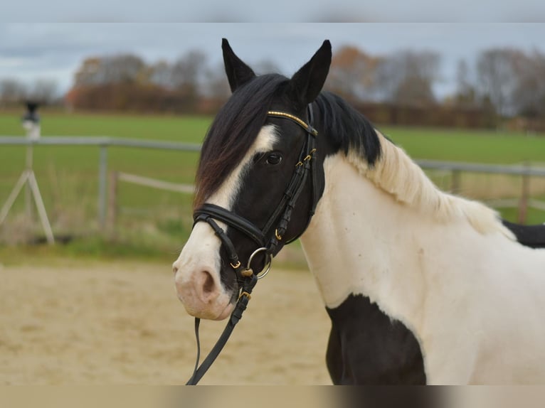 More ponies/small horses Gelding 4 years 14 hh Pinto in Geilenkirchen