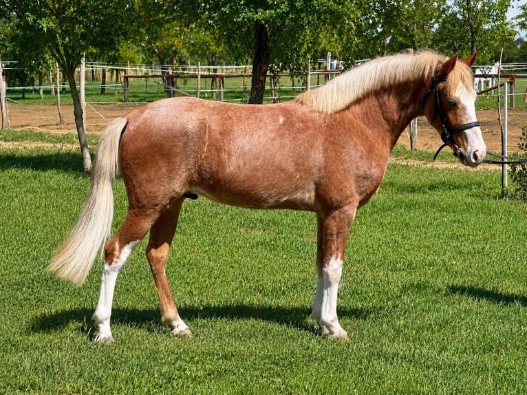 More ponies/small horses Gelding 4 years 14 hh Roan-Red in Neu Gaarz