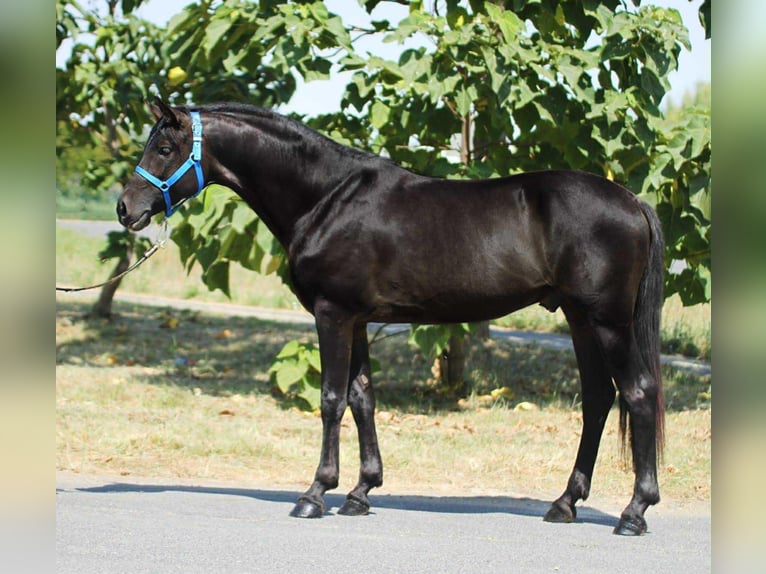More ponies/small horses Gelding 4 years 14,1 hh Black in B&#xE9;k&#xE9;scsaba