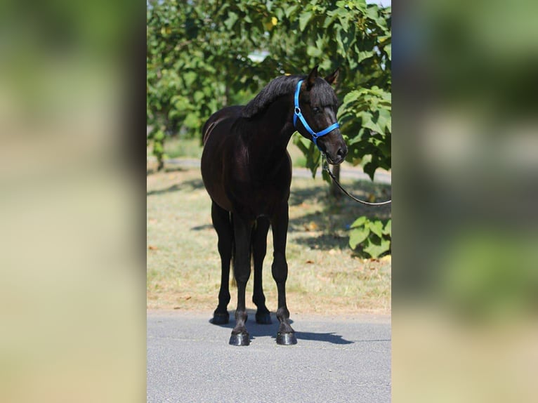 More ponies/small horses Gelding 4 years 14,1 hh Black in B&#xE9;k&#xE9;scsaba