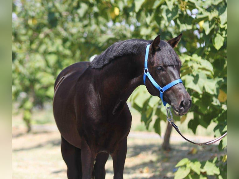 More ponies/small horses Gelding 4 years 14,1 hh Black in B&#xE9;k&#xE9;scsaba