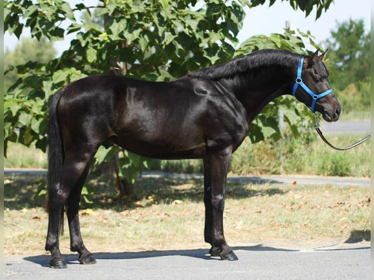 More ponies/small horses Gelding 4 years 14,1 hh Black in B&#xE9;k&#xE9;scsaba
