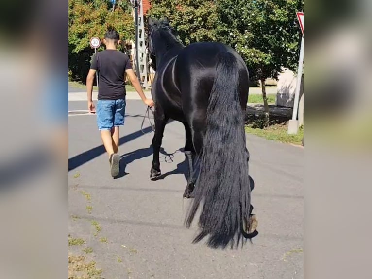 More ponies/small horses Gelding 4 years 14,1 hh Black in Rechnitz