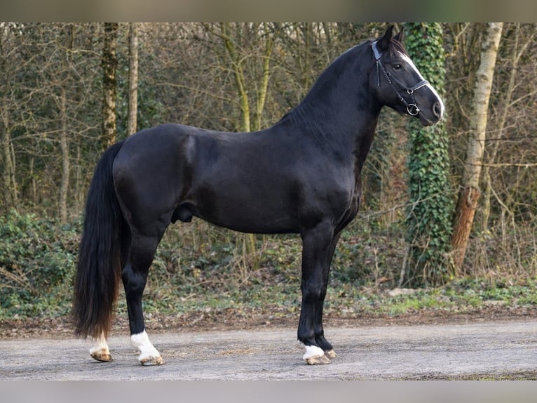 More ponies/small horses Gelding 4 years 14,1 hh Black in Rechnitz