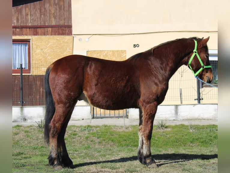 More ponies/small horses Gelding 4 years 14,1 hh Brown in Békés