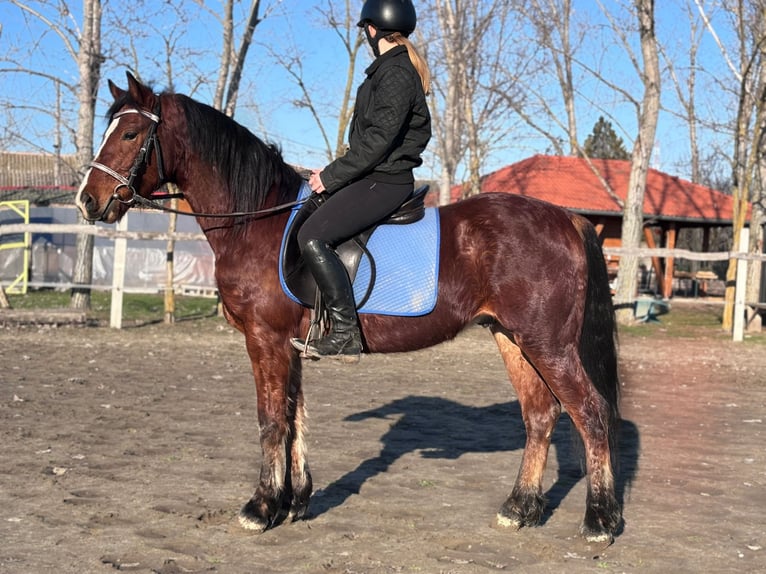 More ponies/small horses Gelding 4 years 14,1 hh Brown in Békés