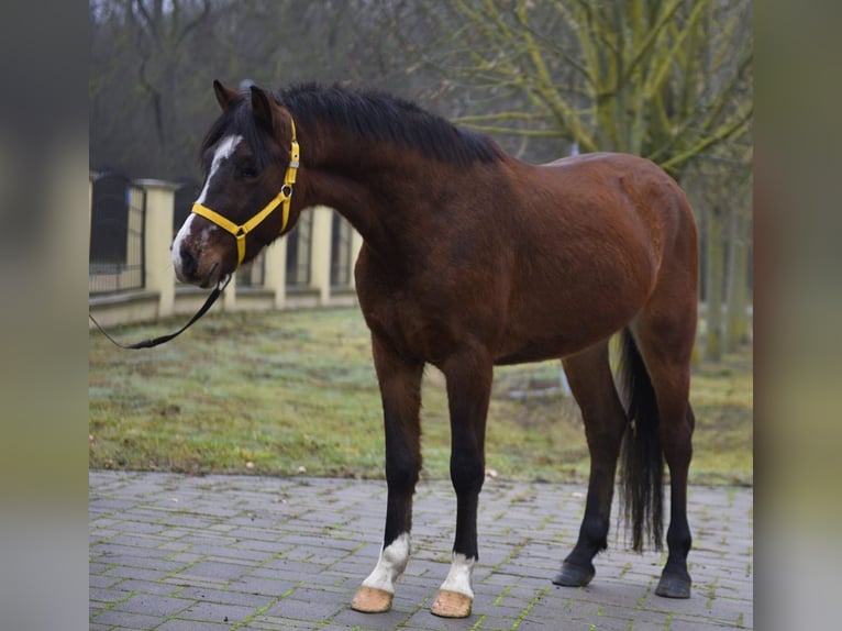 More ponies/small horses Gelding 4 years 14,1 hh Brown in Békéscsaba