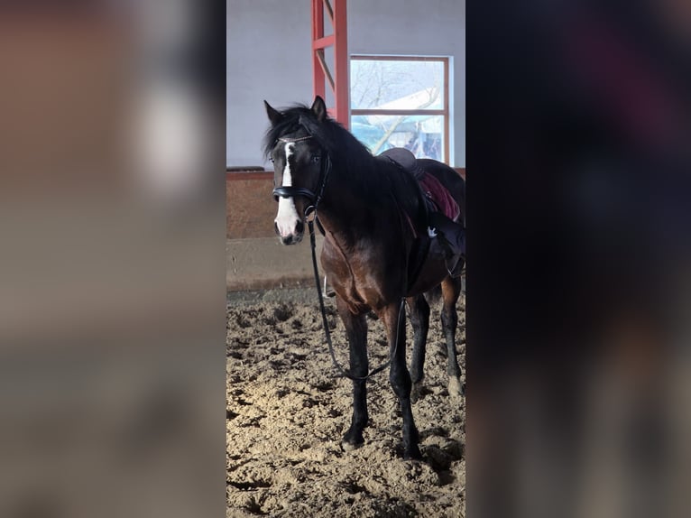 More ponies/small horses Gelding 4 years 14,1 hh Brown in Békéscsaba