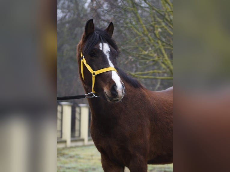 More ponies/small horses Gelding 4 years 14,1 hh Brown in Békéscsaba