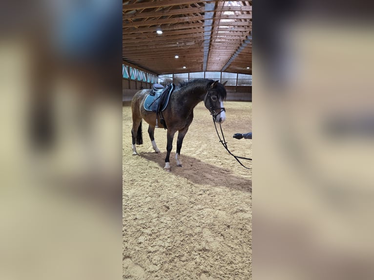 More ponies/small horses Mix Gelding 4 years 14,1 hh Buckskin in Fischbachau
