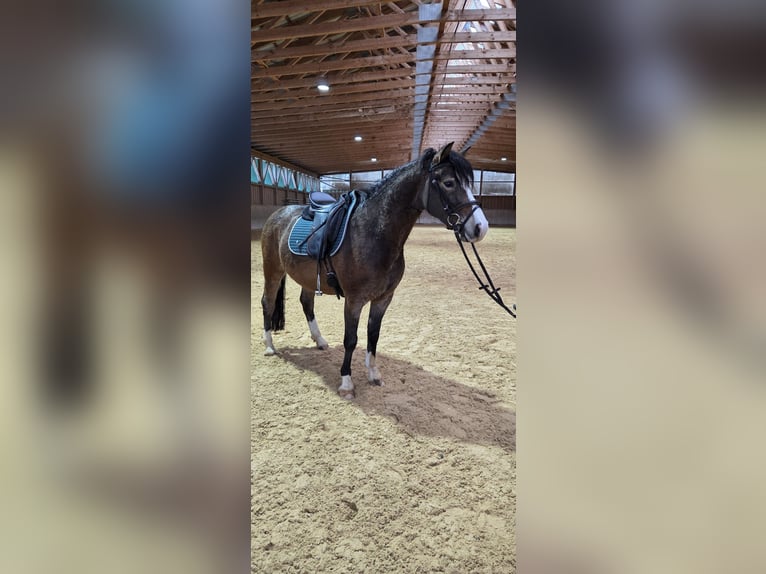 More ponies/small horses Mix Gelding 4 years 14,1 hh Buckskin in Fischbachau