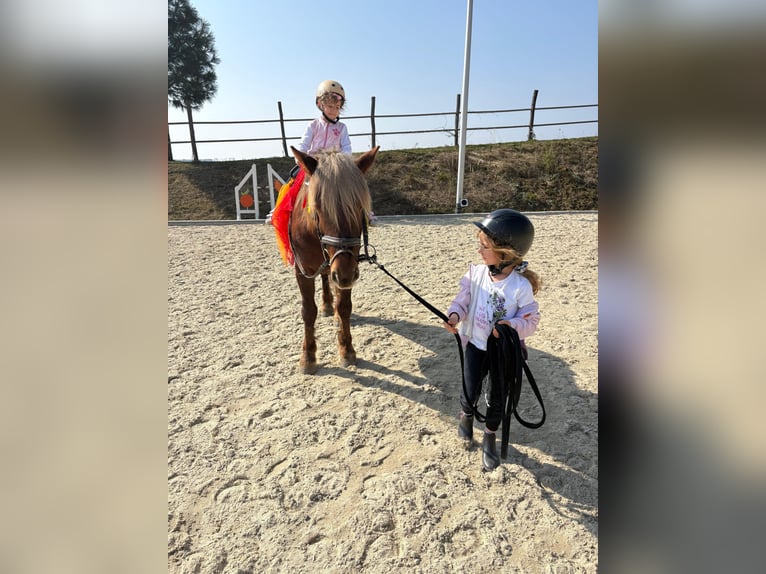 More ponies/small horses Gelding 4 years 14,1 hh Chestnut in Rechnitz