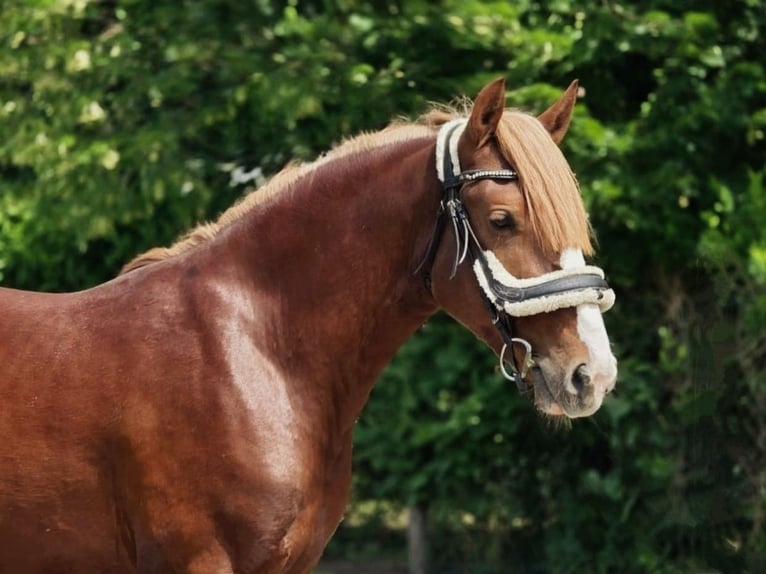 More ponies/small horses Mix Gelding 4 years 14,1 hh Chestnut in B&#xE9;k&#xE9;scsaba