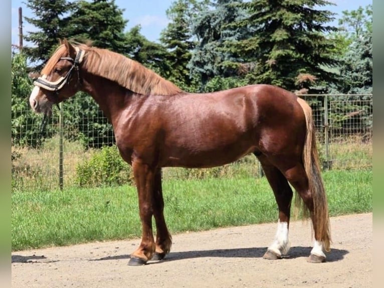 More ponies/small horses Mix Gelding 4 years 14,1 hh Chestnut in B&#xE9;k&#xE9;scsaba