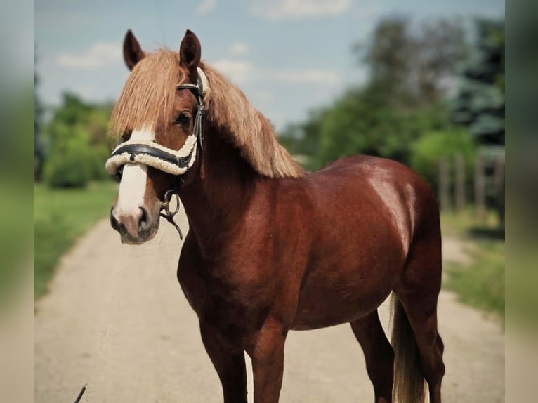 More ponies/small horses Mix Gelding 4 years 14,1 hh Chestnut in B&#xE9;k&#xE9;scsaba