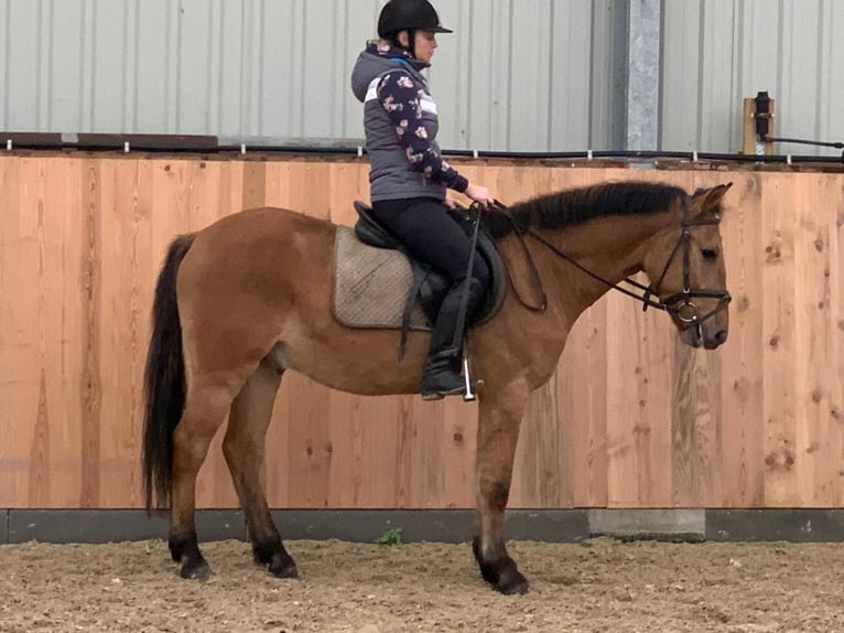 More ponies/small horses Gelding 4 years 14,1 hh Dun in Chełmno