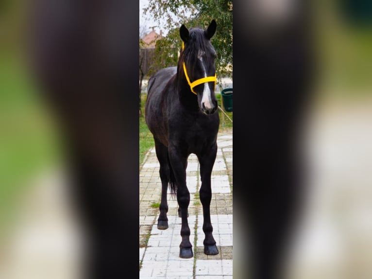 More ponies/small horses Gelding 4 years 14,2 hh Black in B&#xE9;k&#xE9;scsaba