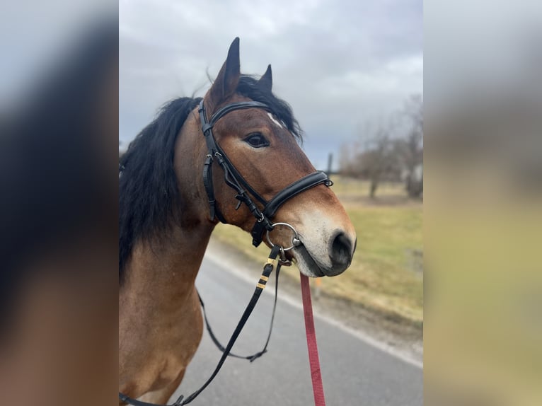 More ponies/small horses Gelding 4 years 14,2 hh Brown-Light in Uttendorf
