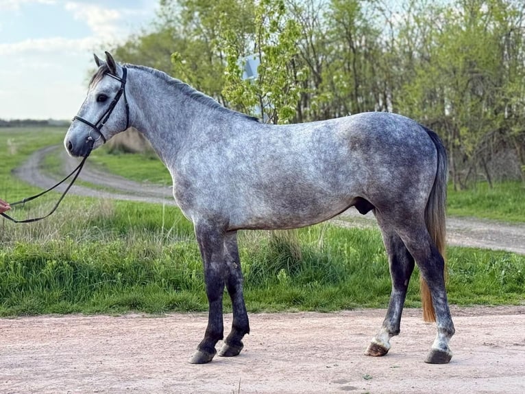 More ponies/small horses Gelding 4 years 14,2 hh Grey-Dapple in Békéscsaba