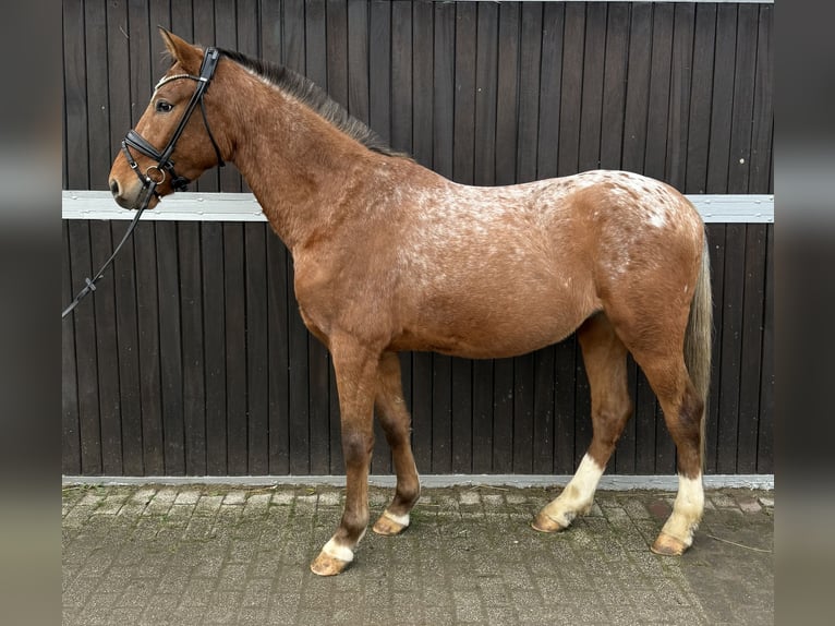 More ponies/small horses Gelding 4 years 14,2 hh Leopard-Piebald in Oberhausen