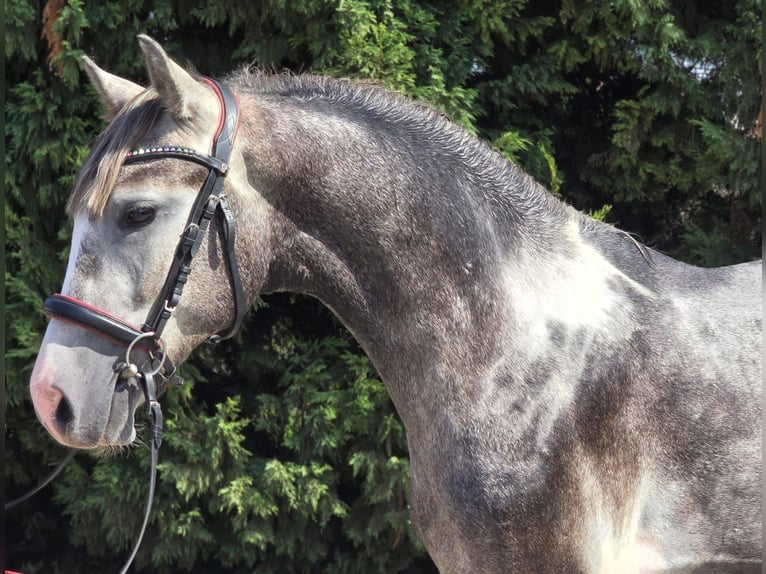 More ponies/small horses Gelding 4 years 14,2 hh Pinto in B&#xE9;k&#xE9;scsaba
