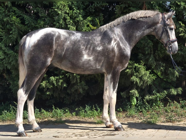 More ponies/small horses Gelding 4 years 14,2 hh Pinto in B&#xE9;k&#xE9;scsaba