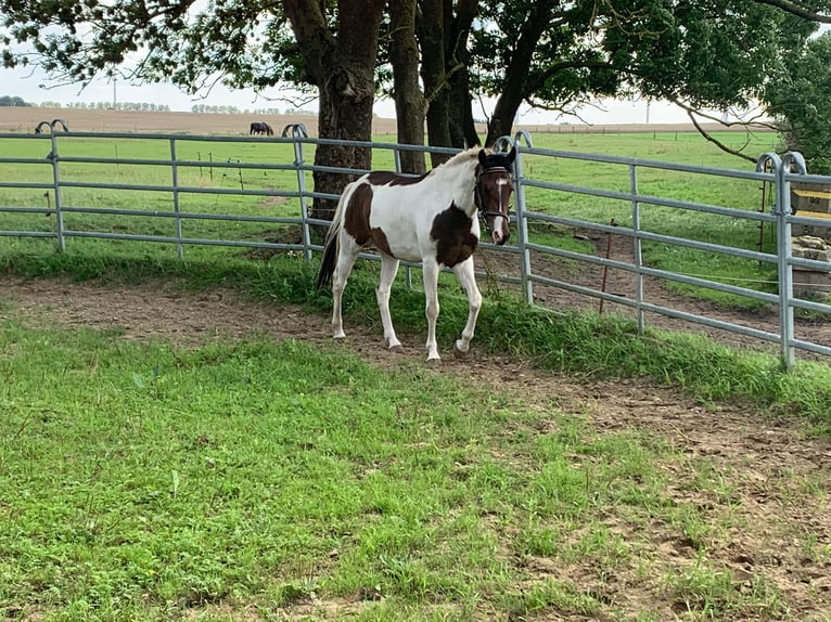 More ponies/small horses Mix Gelding 4 years 14,2 hh Pinto in S&#xFC;derholz