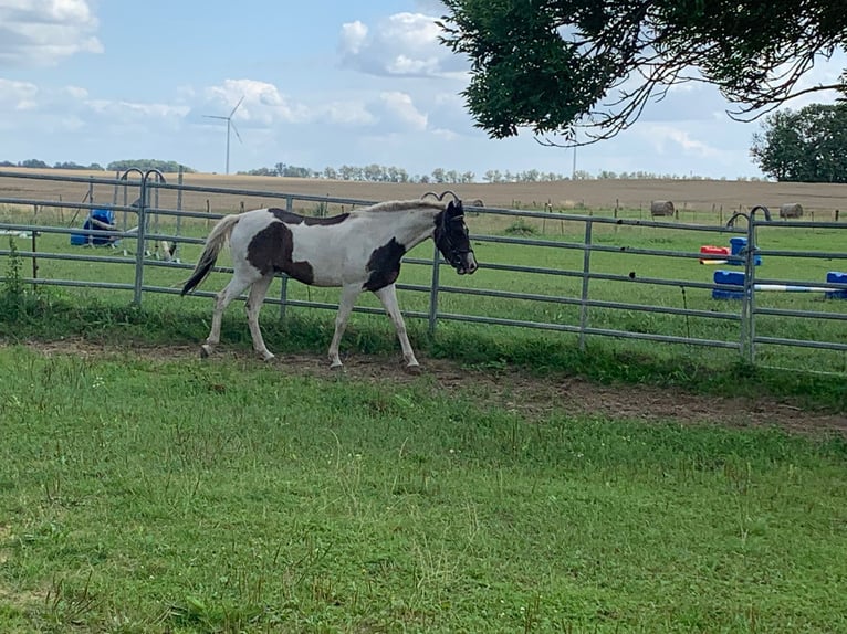 More ponies/small horses Mix Gelding 4 years 14,2 hh Pinto in S&#xFC;derholz