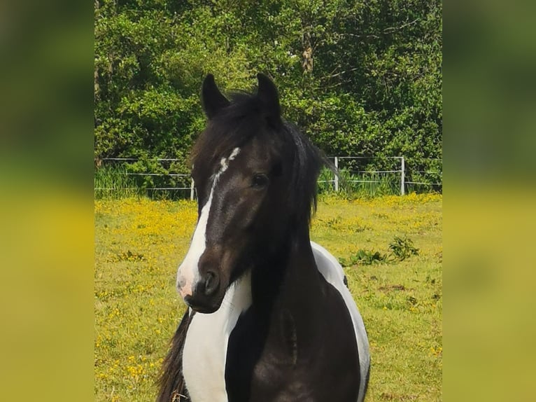More ponies/small horses Mix Gelding 4 years 14,3 hh Pinto in Fahrenkrug
