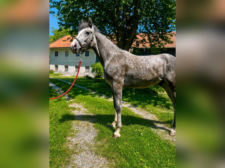 More ponies/small horses Gelding 4 years 15.1 hh Grey-Blue-Tan in Helpfau