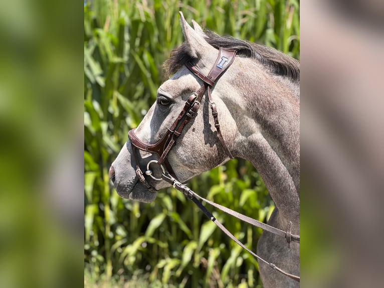 More ponies/small horses Gelding 4 years 15.1 hh Grey in Bürs