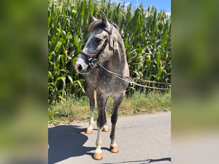 More ponies/small horses Gelding 4 years 15.1 hh Grey in Bürs