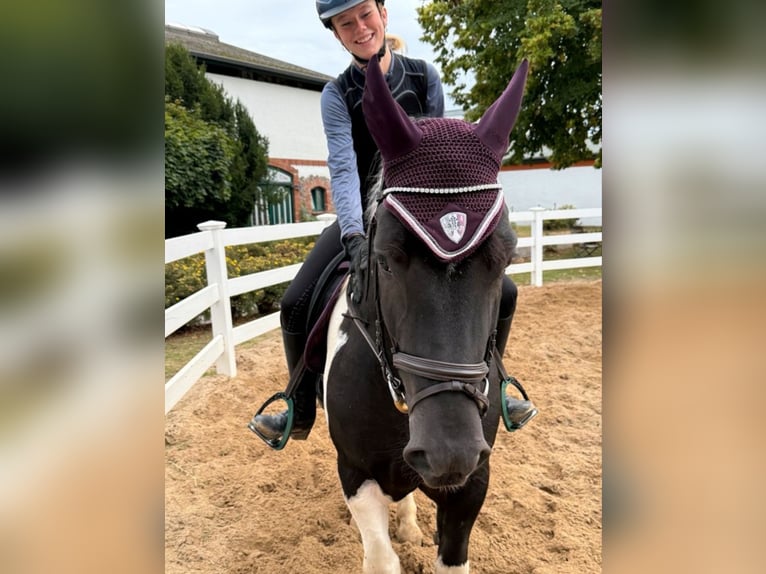 More ponies/small horses Gelding 4 years 15.1 hh Pinto in Neu Gaarz