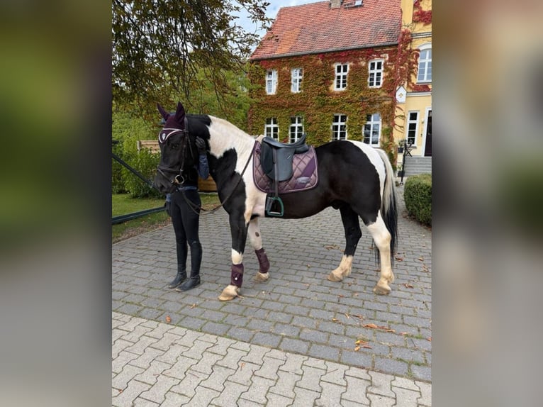 More ponies/small horses Gelding 4 years 15.1 hh Pinto in Neu Gaarz