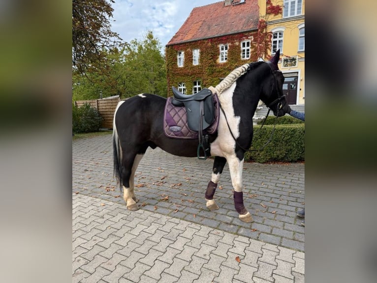 More ponies/small horses Gelding 4 years 15.1 hh Pinto in Neu Gaarz