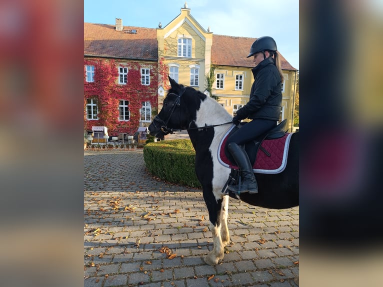 More ponies/small horses Gelding 4 years 15.1 hh Pinto in Neu Gaarz