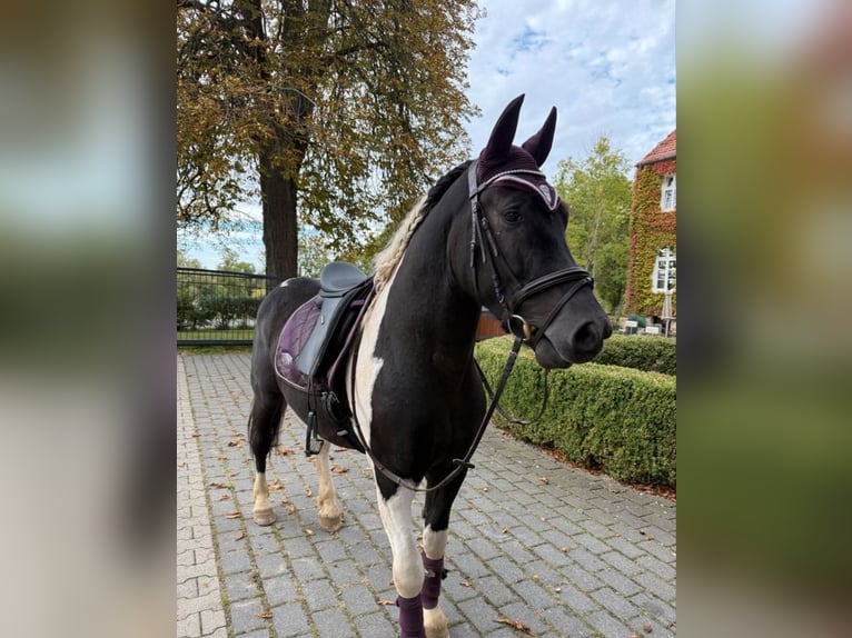 More ponies/small horses Gelding 4 years 15.1 hh Pinto in Neu Gaarz
