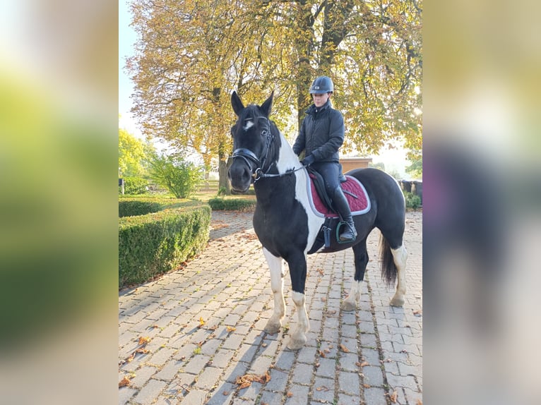 More ponies/small horses Gelding 4 years 15.1 hh Pinto in Neu Gaarz