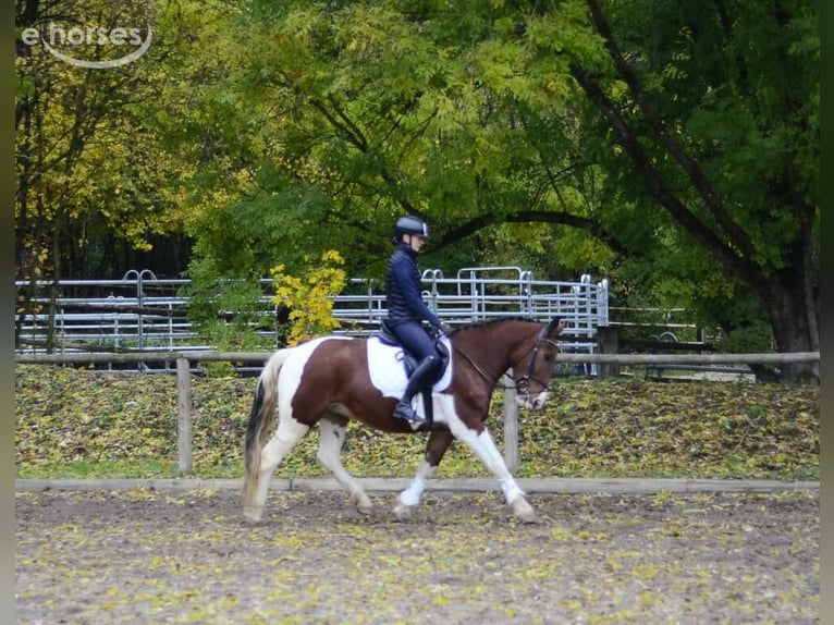 More ponies/small horses Gelding 4 years 15.1 hh Pinto in Wellheim