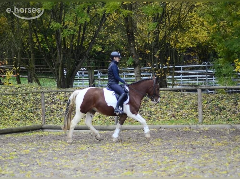 More ponies/small horses Gelding 4 years 15.1 hh Pinto in Wellheim