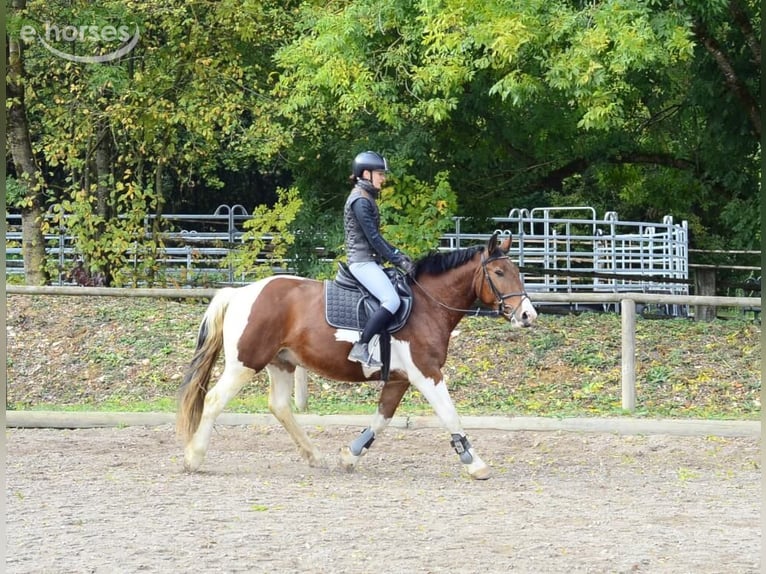 More ponies/small horses Gelding 4 years 15.1 hh Pinto in Wellheim