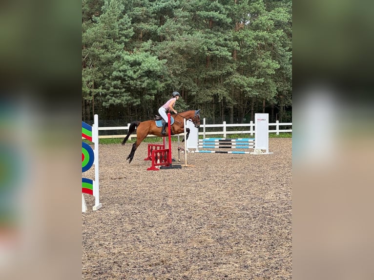 More ponies/small horses Gelding 4 years 15 hh Brown in Niewiadowo