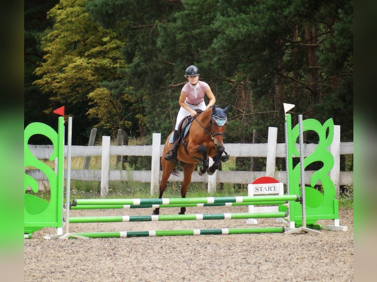 More ponies/small horses Gelding 4 years 15 hh Brown in Niewiadowo