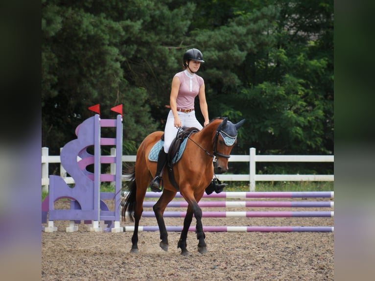 More ponies/small horses Gelding 4 years 15 hh Brown in Niewiadowo