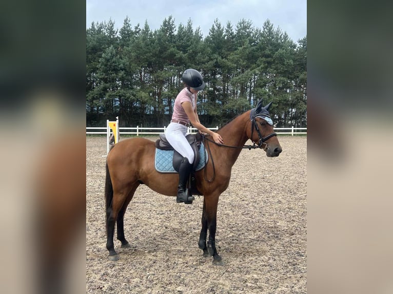 More ponies/small horses Gelding 4 years 15 hh Brown in Niewiadowo