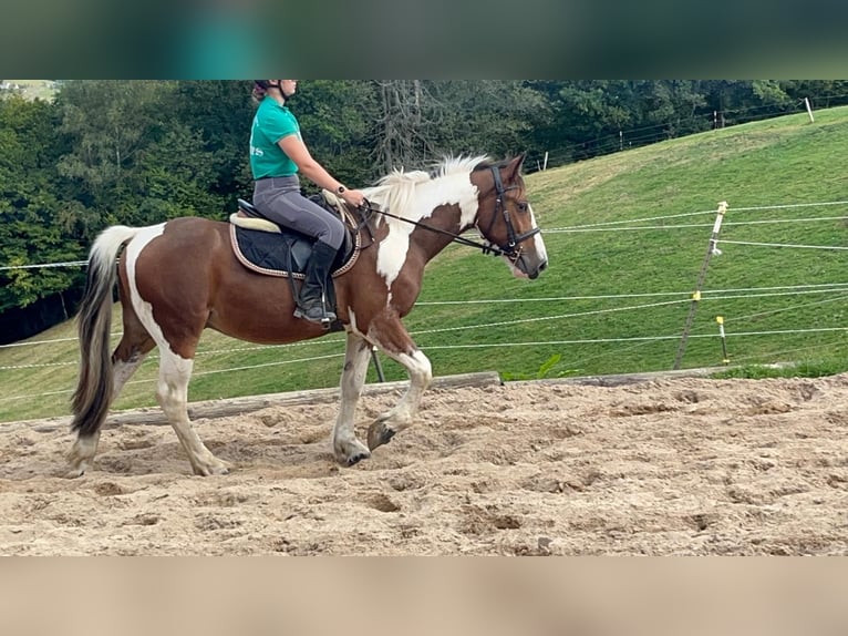 More ponies/small horses Gelding 4 years 15 hh Pinto in Morsbach