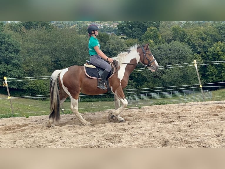 More ponies/small horses Gelding 4 years 15 hh Pinto in Morsbach
